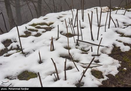 اخبار,انعکاس,یک روز زمستانی در طبعیت سیاهکل