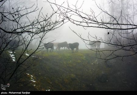 اخبار,انعکاس,یک روز زمستانی در طبعیت سیاهکل اخبار,انعکاس,یک روز زمستانی در طبعیت سیاهکل