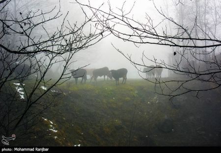 اخبار,انعکاس,یک روز زمستانی در طبعیت سیاهکل