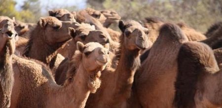 اخبار,اخبار گوناگون اخبار,اخبار گوناگون