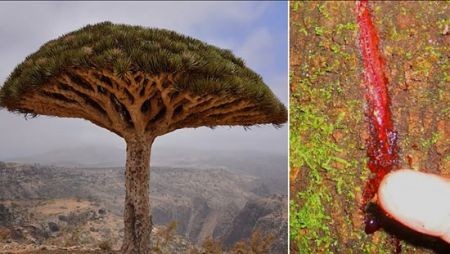 اخبار,اخبار گوناگون,شگفت‌انگیزترین درختان جهان