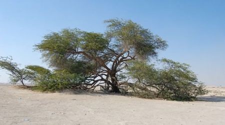 اخبار,اخبار گوناگون,شگفت‌انگیزترین درختان جهان