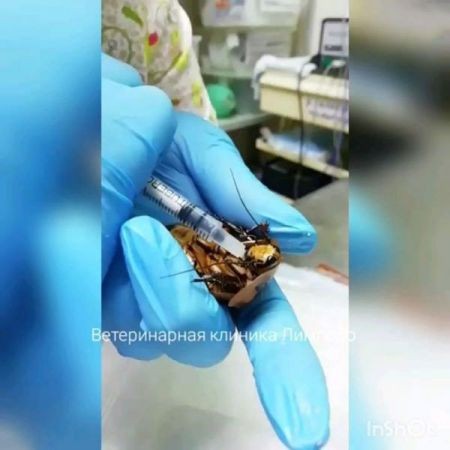 اخبار,اخبار گوناگون,زایمان سوسک اخبار,اخبار گوناگون,زایمان سوسک