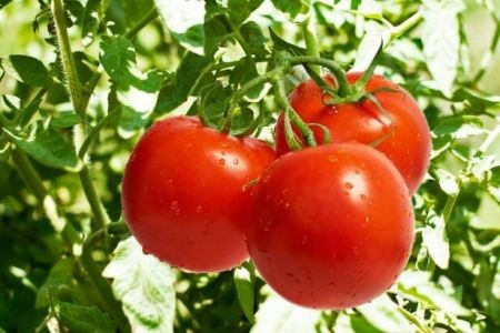 اخباراقتصادی ,خبرهای اقتصادی ,قیمت محصولات خوارکی اخباراقتصادی ,خبرهای اقتصادی,قیمت محصولات خوارکی