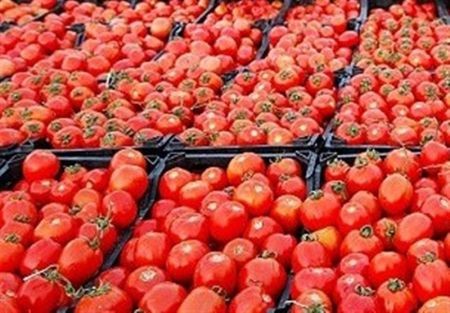 اخباراقتصادی ,خبرهای اقتصادی , قیمت گوجه فرنگی اخباراقتصادی ,خبرهای اقتصادی, قیمت گوجه فرنگی