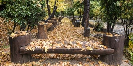 اخبار علمی,خبرهای علمی , شستن درختان اخبار علمی ,خبرهای علمی, شستن درختان