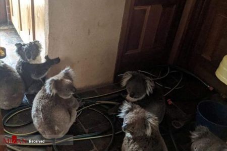اخبارحوادث,خبرهای حوادث , آتش سوزی در استرالیا اخبار حوادث,خبرهای حوادث , آتش سوزی در استرالیا