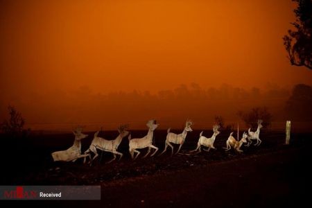 اخبارحوادث,خبرهای حوادث , آتش سوزی در استرالیا اخبار حوادث,خبرهای حوادث , آتش سوزی در استرالیا