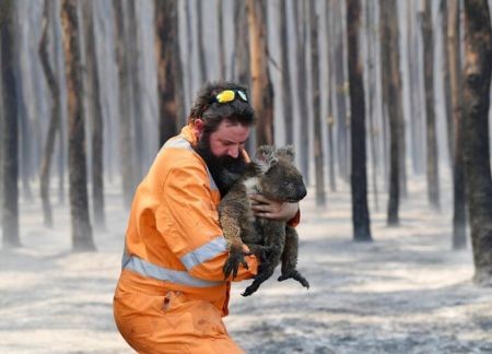  اخبار علمی ,خبرهای علمی,آتش سوزی جنگل ها