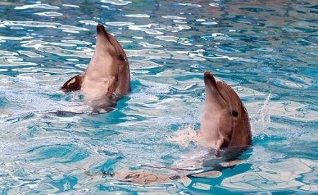 اخباراجتماعی ,خبرهای اجتماعی , مرگ دلفینها اخبار اجتماعی ,خبرهای اجتماعی, مرگ دلفینها