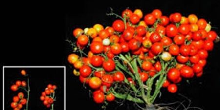 اخبار پزشکی ,خبرهای پزشکی ,گوجهفرنگی اخبار پزشکی ,خبرهای پزشکی,گوجهفرنگی