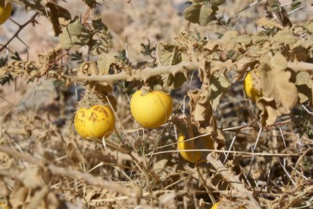 اخبارگوناگون,خبرهای گوناگون ,میوهها و سبزیجات اخبارگوناگون,خبرهای گوناگون ,میوهها و سبزیجات