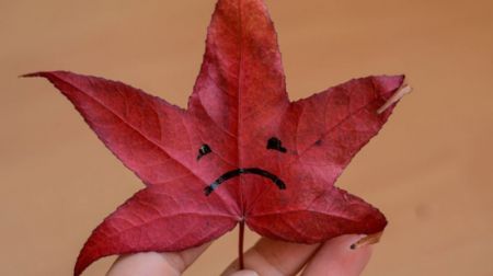 اخبارگوناگون,خبرهای گوناگون , گیاهان اخبارگوناگون,خبرهای گوناگون , استرس گیاهان