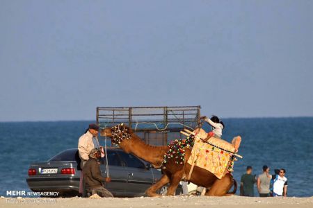 اخبار,اخبار گوناگون,جزیره ناز