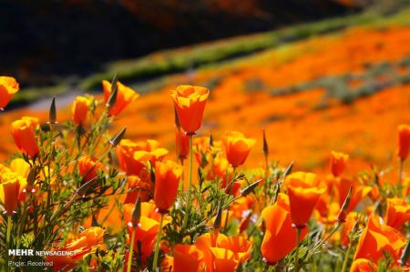 اخبار,انعکاس,شکوفه های وحشی کالیفرنیا اخبار,انعکاس,شکوفه های وحشی کالیفرنیا