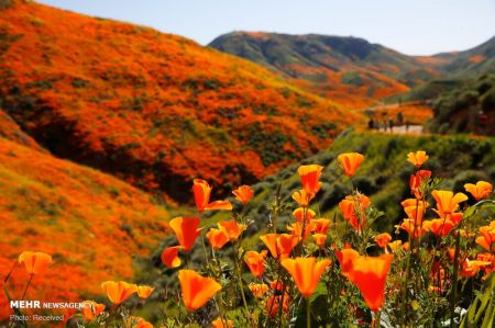 اخبار,انعکاس,شکوفه های وحشی کالیفرنیا اخبار,انعکاس,شکوفه های وحشی کالیفرنیا