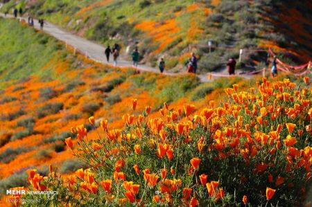 اخبار,انعکاس,شکوفه های وحشی کالیفرنیا اخبار,انعکاس,شکوفه های وحشی کالیفرنیا