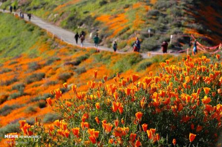 اخبار,انعکاس,شکوفه های وحشی کالیفرنیا