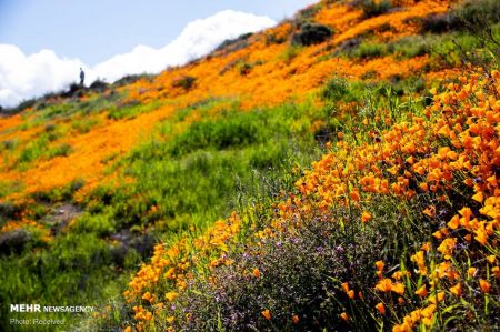 اخبار,انعکاس,شکوفه های وحشی کالیفرنیا اخبار,انعکاس,شکوفه های وحشی کالیفرنیا