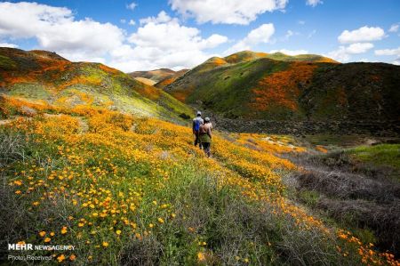 اخبار,انعکاس,شکوفه های وحشی کالیفرنیا