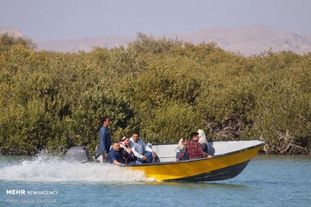 اخبار,انعکاس,جنگل حرا روستای سهیلی