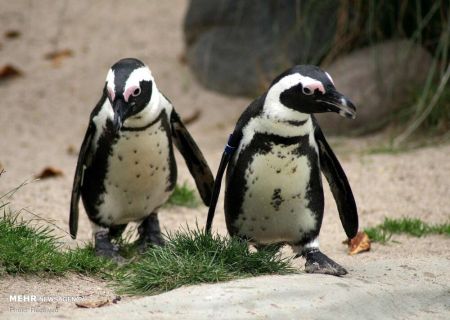 اخبار,انعکاس, خانواده پنگوئن ها