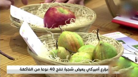 اخبار,اخبارگوناگون,درختی که چهل نوع میوه تولید میکند اخبار,اخبارگوناگون,درختی که چهل نوع میوه تولید میکند