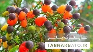 اخبار,اخبارگوناگون,درختی که چهل نوع میوه تولید میکند اخبار,اخبارگوناگون,درختی که چهل نوع میوه تولید میکند