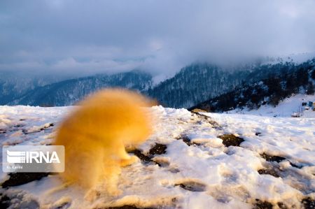 اخبار,انعکاس,طبیعت زمستانی جنگلهای هیرکانی اخبار,انعکاس,طبیعت زمستانی جنگلهای هیرکانی