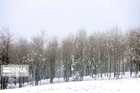 اخبار,انعکاس,طبیعت زمستانی جنگل‌های هیرکانی