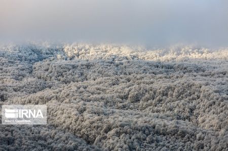 اخبار,انعکاس,طبیعت زمستانی جنگلهای هیرکانی اخبار,انعکاس,طبیعت زمستانی جنگلهای هیرکانی