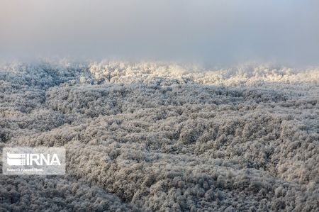 اخبار,انعکاس,طبیعت زمستانی جنگل‌های هیرکانی