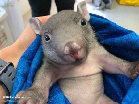 اخبار,انعکاس, حیوانات نجات یافته از آتش در استرالیا