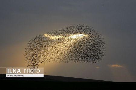 اخبار,انعکاس,نقش پرندگان بر آسمان