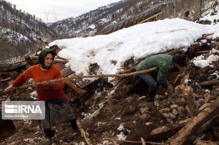 اخبار,انعکاس,زندگی پس از برف در جنگل های سیاهکل