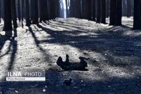 اخبار,عکس خبری,چهره ی استرالیا پس از آتش سوزی