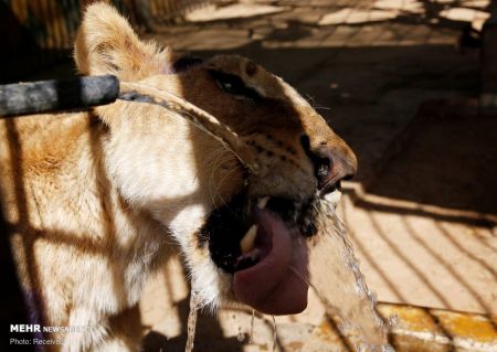 اخبار,اخبار گوناگون,سوء تغذیه شیرها در باغ وحش سودان اخبار,اخبار گوناگون,سوء تغذیه شیرها در باغ وحش سودان