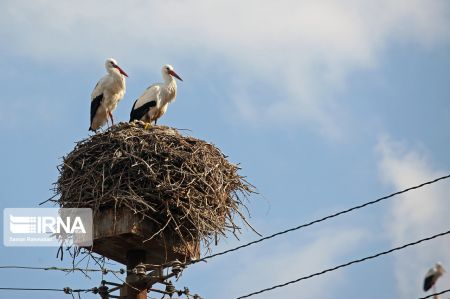 اخبار,انعکاس,لک لک های کرمانشاه