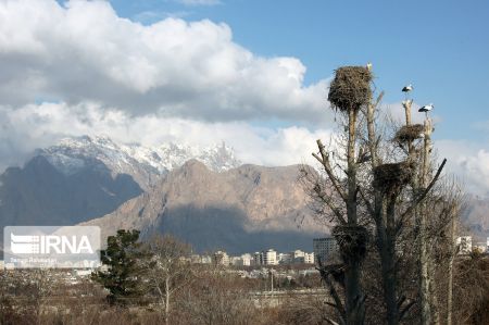 اخبار,انعکاس,لک لک های کرمانشاه