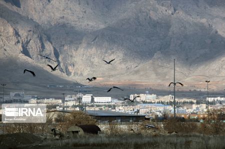 اخبار,انعکاس,لک لک های کرمانشاه