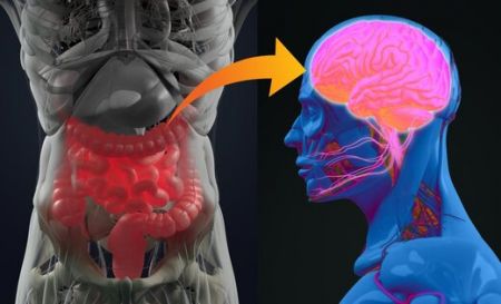 اخبار پزشکی ,خبرهای پزشکی ,باکتریهای روده اخبار پزشکی ,خبرهای پزشکی,باکتریهای روده