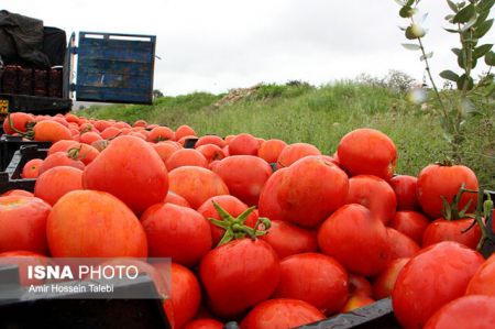  اخباراقتصادی ,خبرهای اقتصادی,گوجه فرنگی بوته‌ای