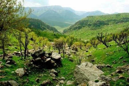 اخباراجتماعی ,خبرهای اجتماعی ,جنگلهای زاگرسی اخبار اجتماعی ,خبرهای اجتماعی,جنگلهای زاگرسی