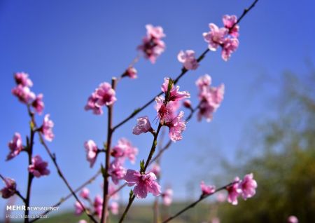 اخبار,انعکاس,فرش رنگین بهار در طبیعت گلستان اخبار,انعکاس,فرش رنگین بهار در طبیعت گلستان