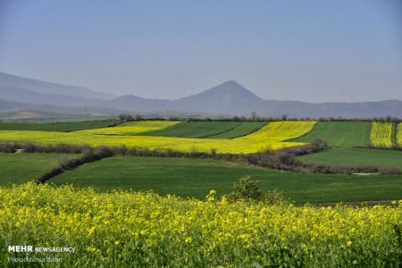 اخبار,انعکاس,فرش رنگین بهار در طبیعت گلستان اخبار,انعکاس,فرش رنگین بهار در طبیعت گلستان