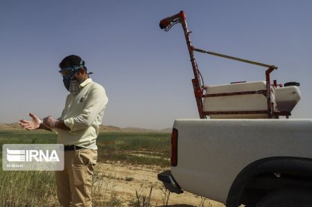 اخبار,عکس خبری,عملیات پایش ملخهای صحرایی در خوزستان اخبار,عکس خبری,عملیات پایش ملخهای صحرایی در خوزستان