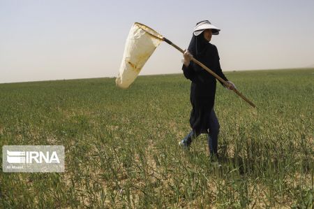 اخبار,عکس خبری,عملیات پایش ملخ‌های صحرایی در خوزستان