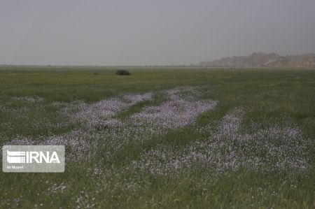 اخبار,عکس خبری,عملیات پایش ملخ‌های صحرایی در خوزستان