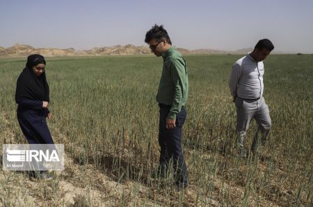 اخبار,عکس خبری,عملیات پایش ملخهای صحرایی در خوزستان اخبار,عکس خبری,عملیات پایش ملخهای صحرایی در خوزستان