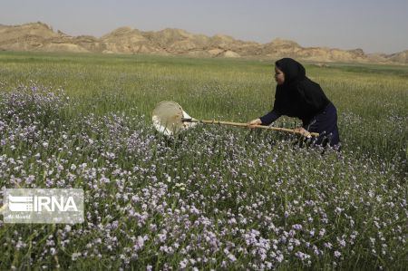 اخبار,عکس خبری,عملیات پایش ملخ‌های صحرایی در خوزستان